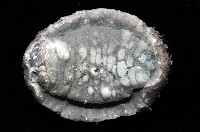 疣石磺藏品圖，第4張