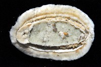 大駝石鱉(日本花棘石鱉)藏品圖，第4張