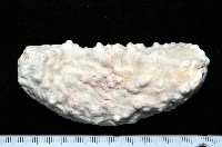 可疑翼手參藏品圖，第4張