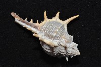 寶島骨螺藏品圖，第3張