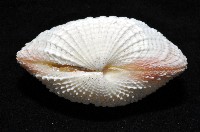 花籃蛤藏品圖，第2張