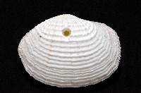 花籃蛤藏品圖，第3張