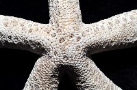 藍指海星藏品圖，第2張