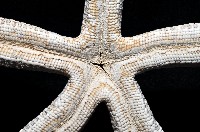 藍指海星藏品圖，第3張