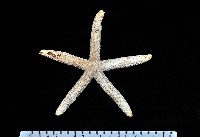 藍指海星藏品圖，第4張