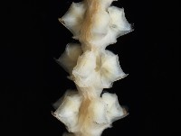 深海原軟珊瑚之一種藏品圖，第3張