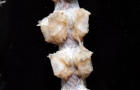 未知種深海原軟珊瑚藏品圖，第3張