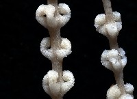 未知種深海原軟珊瑚藏品圖，第2張