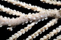 未知種深海原軟珊瑚藏品圖，第3張