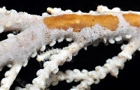 未知種深海原軟珊瑚藏品圖，第4張