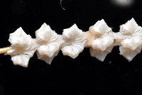 深海原軟珊瑚之一種藏品圖，第4張