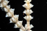未知種深海原軟珊瑚藏品圖，第4張