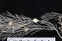 未知種深海原軟珊瑚藏品圖，第1張