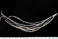 未知種深海原軟珊瑚藏品圖，第1張