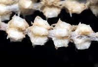未知種深海原軟珊瑚藏品圖，第3張