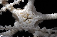 刺斑星叢蛇尾藏品圖，第4張