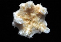 刺斑星叢蛇尾藏品圖，第4張