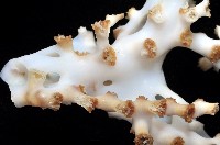 灌木多目珊瑚藏品圖，第2張