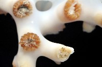 灌木多目珊瑚藏品圖，第3張