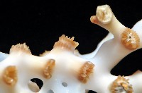 灌木多目珊瑚藏品圖，第4張