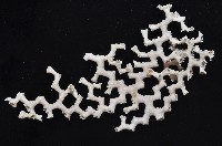 枝狀多目珊瑚藏品圖，第2張