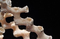 枝狀多目珊瑚藏品圖，第8張