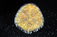 馬氏海錢(馬氏扣海膽)藏品圖，第3張