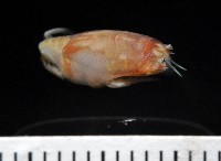 臺灣鼴鼠蟹藏品圖，第2張