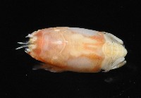 臺灣鼴鼠蟹藏品圖，第3張