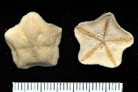 擬淺盤步海燕藏品圖，第2張