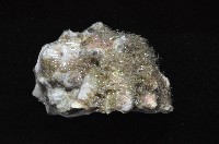 紫口岩螺藏品圖，第4張