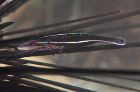 共棲蓋隱蝦(海膽針蝦)藏品圖，第2張