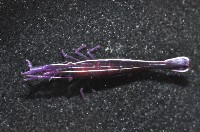 共棲蓋隱蝦(海膽針蝦)藏品圖，第4張