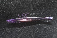 共棲蓋隱蝦(海膽針蝦)藏品圖，第5張