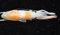 共棲蓋隱蝦(海膽針蝦)藏品圖，第8張