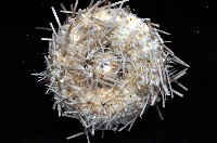 芮氏刻肋海膽藏品圖，第2張
