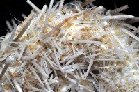 芮氏刻肋海膽藏品圖，第4張