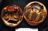未知種球馬陸藏品圖，第1張