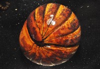 未知種球馬陸藏品圖，第4張