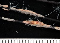 扁櫛蟲之一種藏品圖，第1張