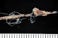 扁櫛蟲之一種藏品圖，第3張