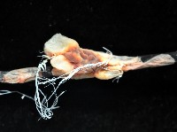 扁櫛蟲之一種藏品圖，第4張
