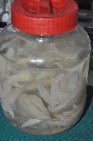 端鞭水母藏品圖，第1張