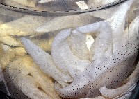 端鞭水母藏品圖，第2張