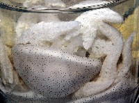 端鞭水母藏品圖，第4張