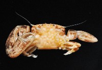 美麗多指瓷蟹藏品圖，第4張