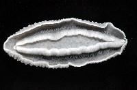 天空葉海蛞蝓藏品圖，第3張