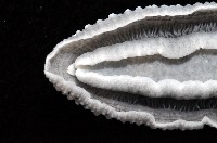 天空葉海蛞蝓藏品圖，第4張