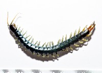 未知種巨蜈蚣藏品圖，第1張
