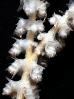 未知種深海原軟珊瑚藏品圖，第3張